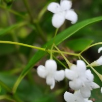 Hedyotis trimenii var. orbicularifolia Ridsdale